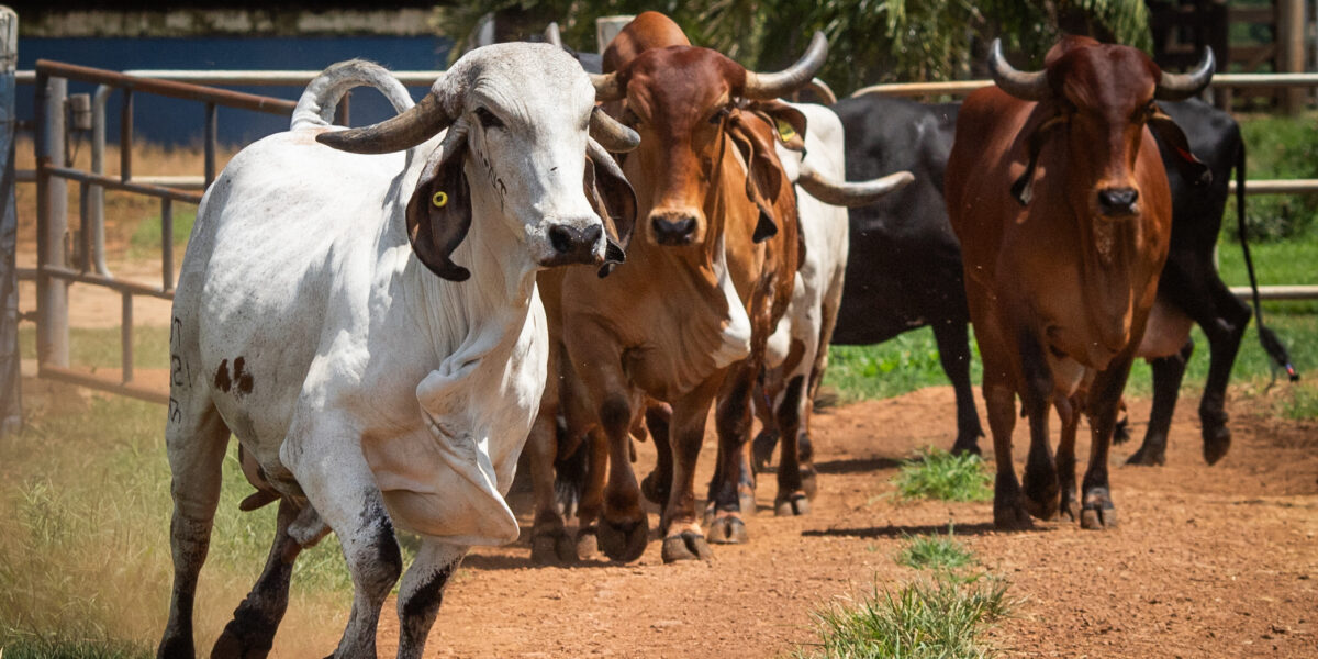 Produtores devem ficar atentos aos sinais clínicos de febre aftosa