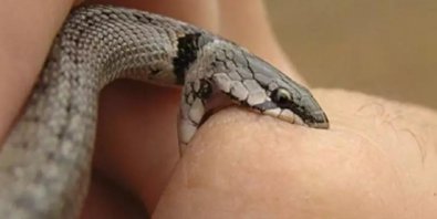 Saúde alerta para riscos e orienta sobre primeiros socorros em casos de picadas de cobra