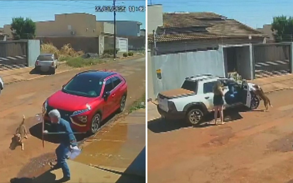 Oficial de Justiça filmado ao atirar em cachorro de dentro do carro diz que animal tinha avançado nele: 'Me agrediu antes'
